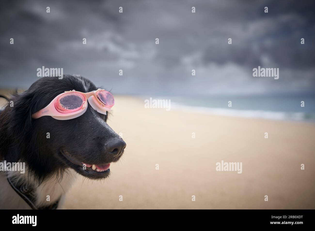 Hund mit Schwimmbrille am Strand, Saint-Julien-en-Born, Contis les Bains, Cote d'Argent, Les Landes, Atlantik, Frankreich Stockfoto