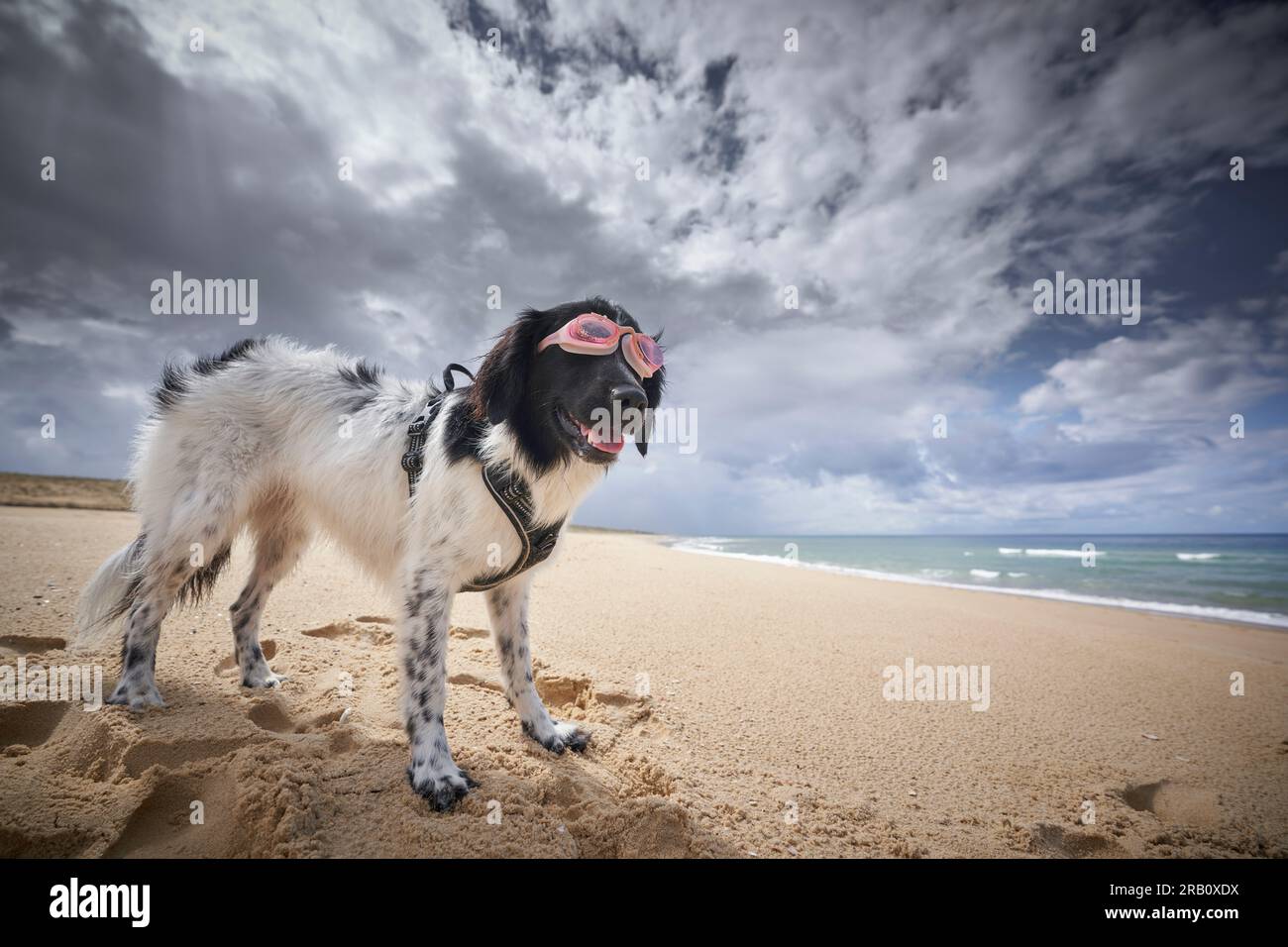 Hund mit Schwimmbrille am Strand, Saint-Julien-en-Born, Contis les Bains, Cote d'Argent, Les Landes, Atlantik, Frankreich Stockfoto