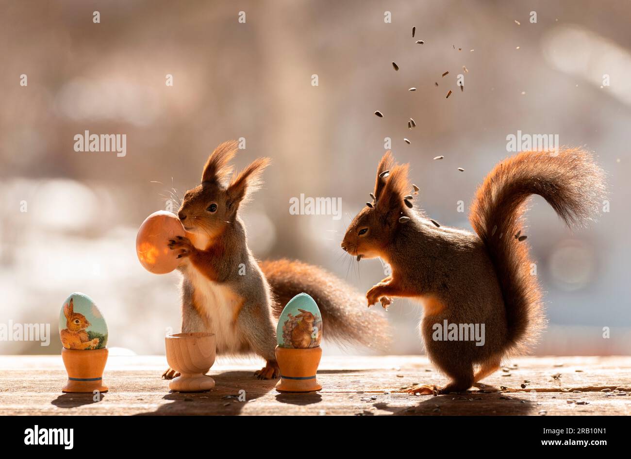 Rote Eichhörnchen mit Samen und Eiern Stockfoto