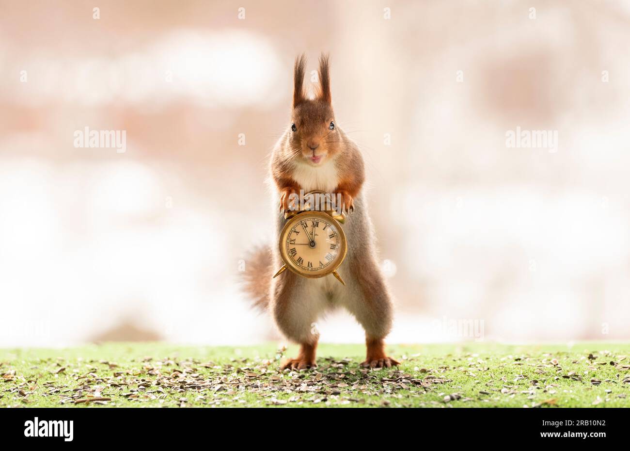 Rotes Eichhörnchen mit Wecker Stockfoto