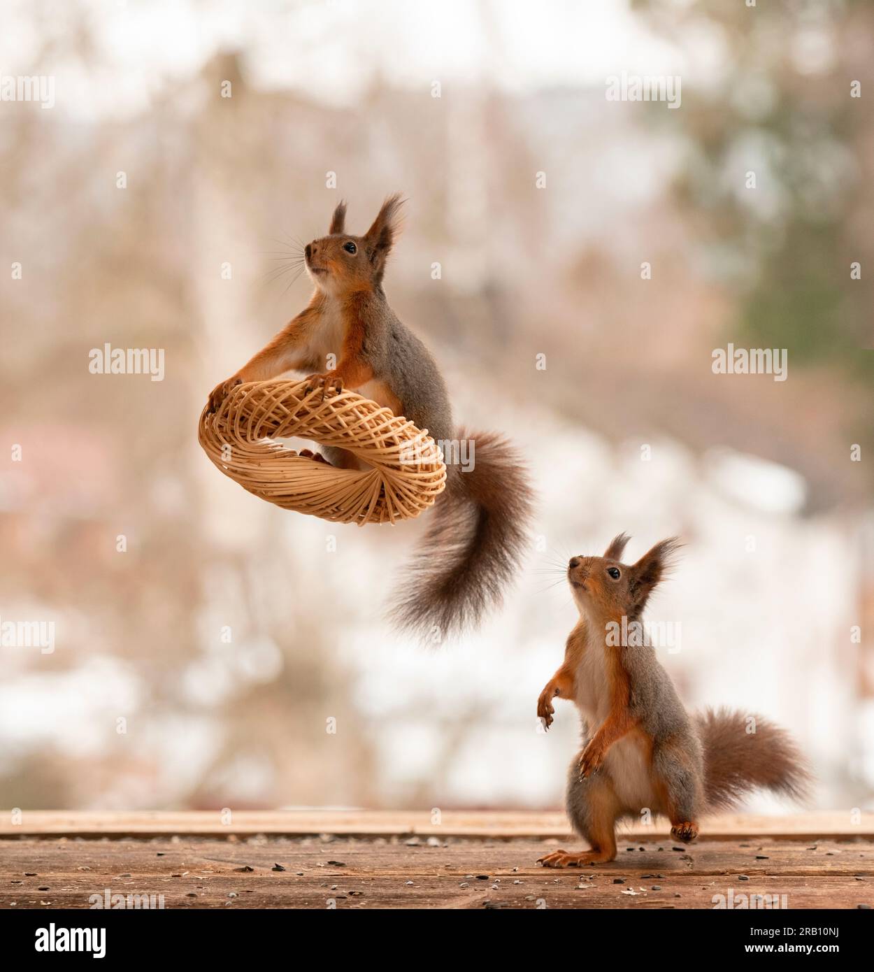 Rote Eichhörnchen mit geflochtenem Kranz Stockfoto