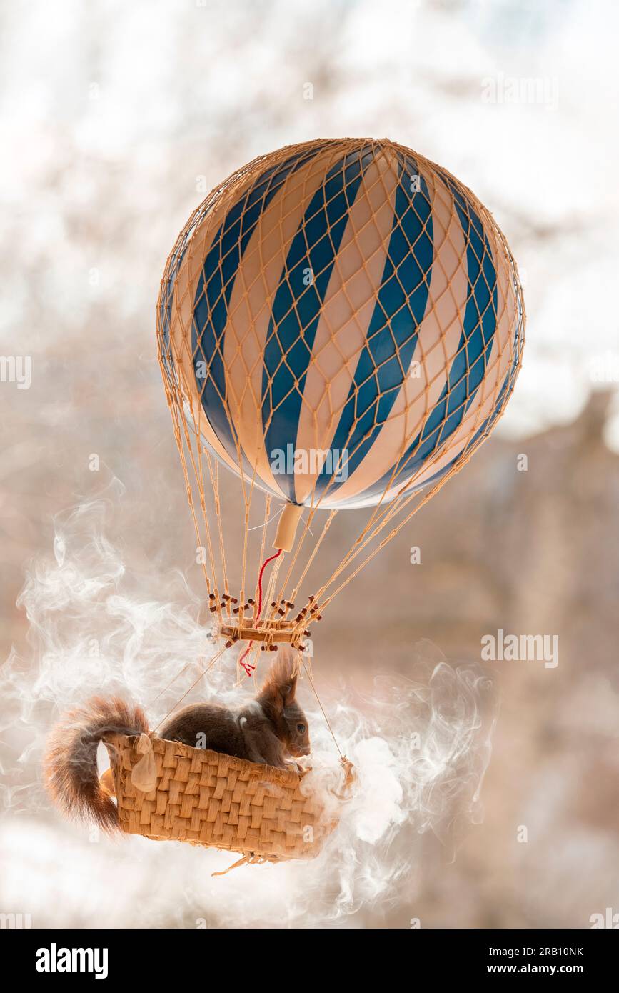 Rotes Eichhörnchen in einem Ballon Stockfoto