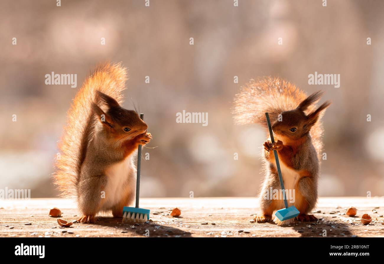 Rote Eichhörnchen mit einem Besen Stockfoto