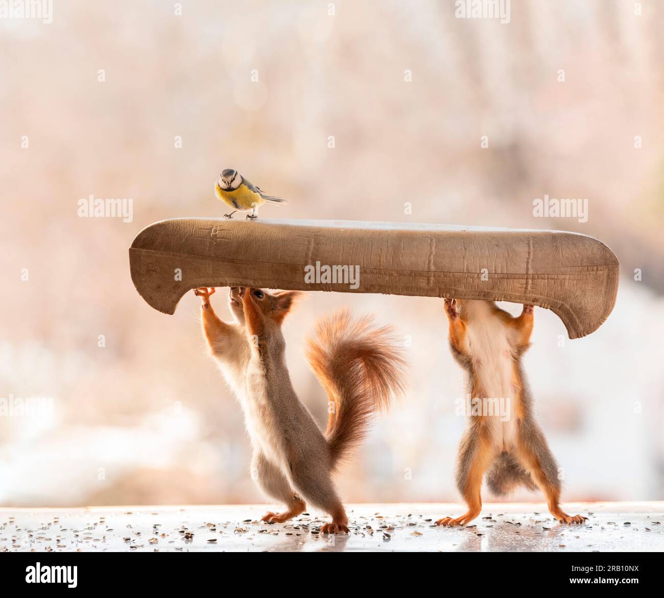 Rote Eichhörnchen und Titten mit einem Kanu Stockfoto