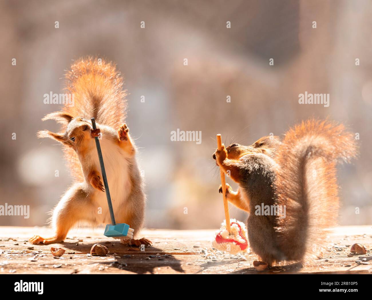 Rote Eichhörnchen mit Besen und Tupfer Stockfoto