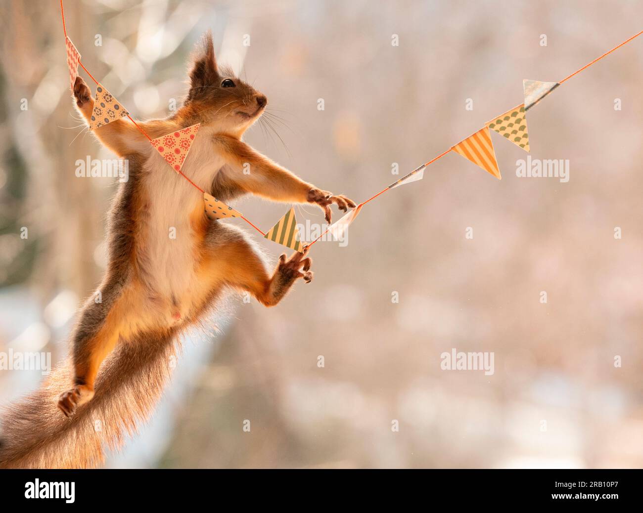 Rotes Eichhörnchen auf Girlande balancieren Stockfoto