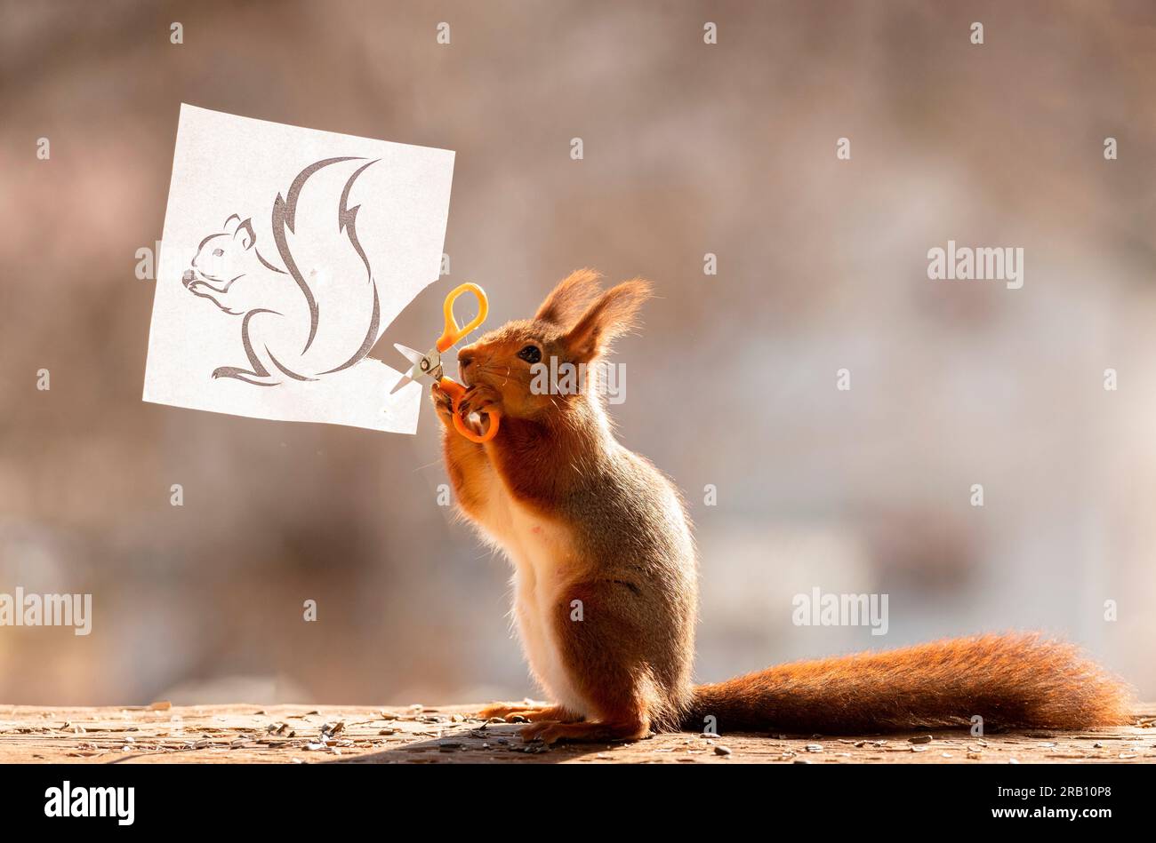 Rotes Eichhörnchen hält Schere mit Papier Stockfoto