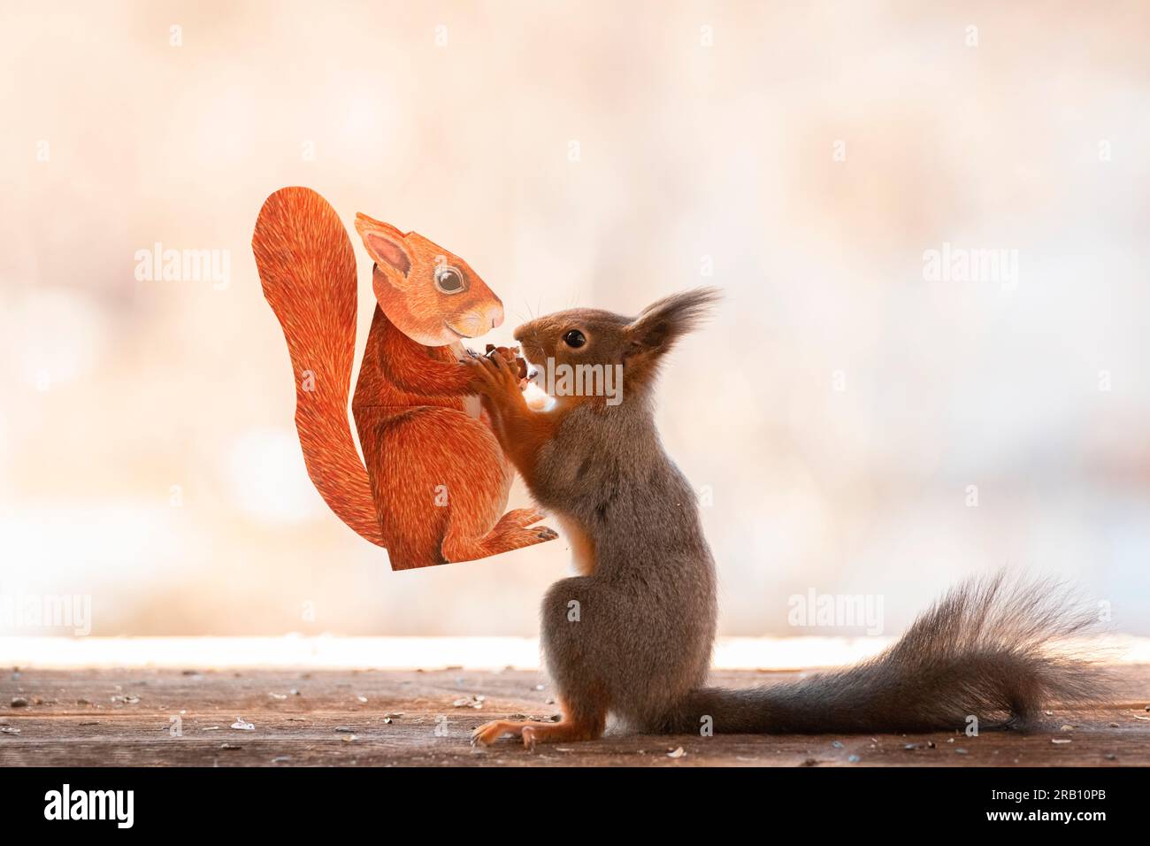 Rotes Eichhörnchen mit einer Postkarte Stockfoto
