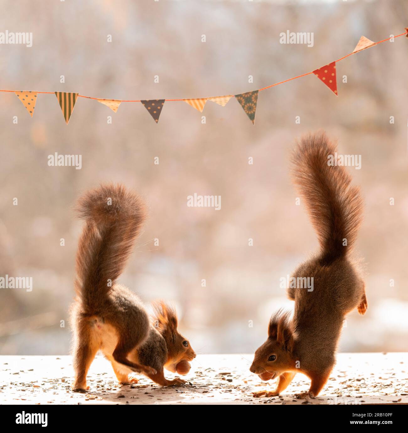 Rote Eichhörnchen mit Girlanden Stockfoto