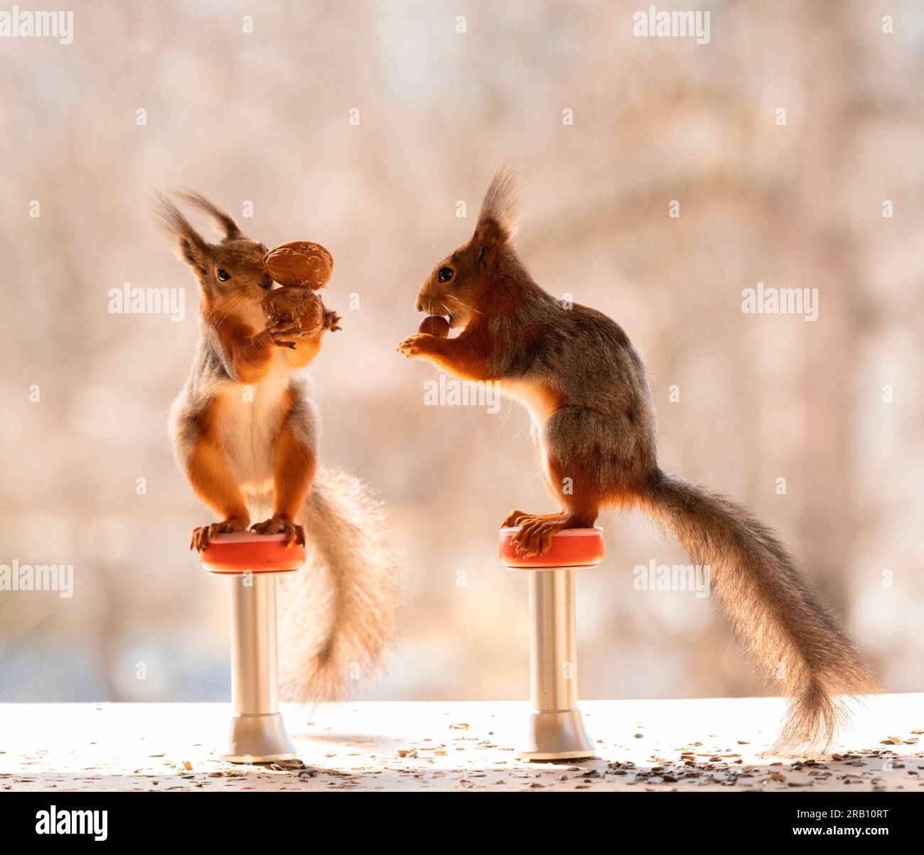 Rote Eichhörnchen mit Walnüssen, die auf Sitzen stehen Stockfoto