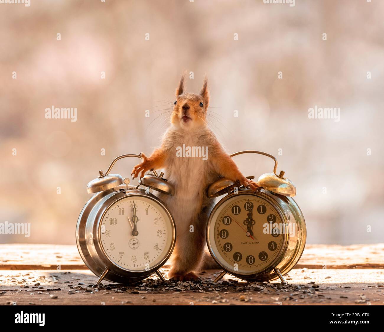 Rotes Eichhörnchen mit Uhren, mit der Zeit um zwölf Stockfoto