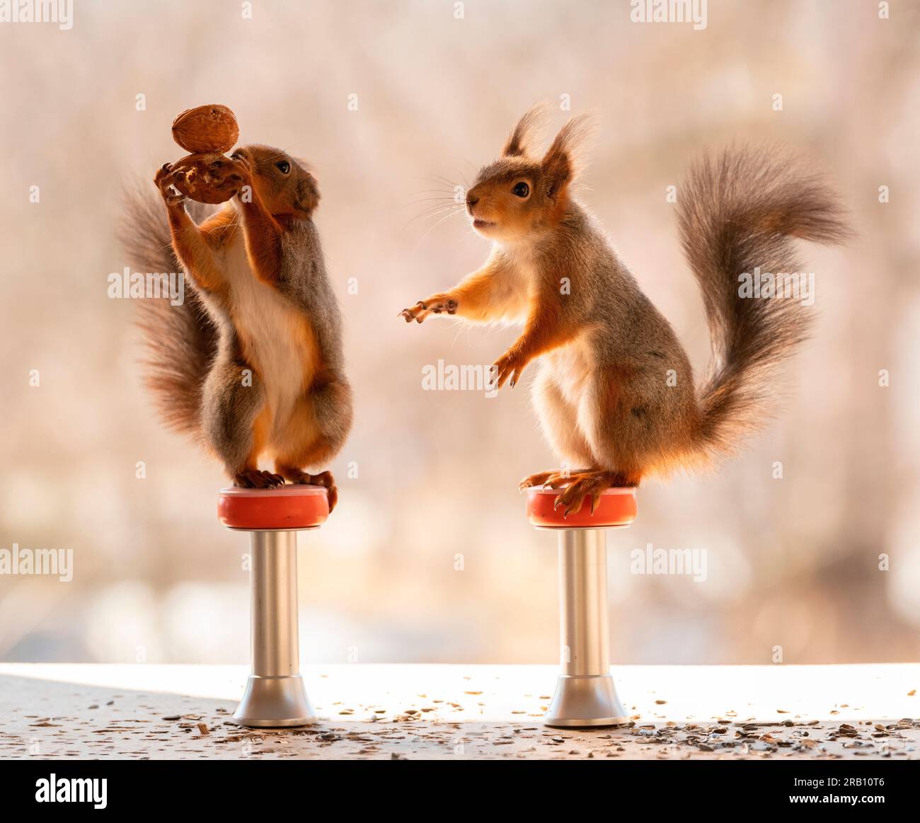Das rote Eichhörnchen hält Walnüsse auf den Sitzen Stockfoto
