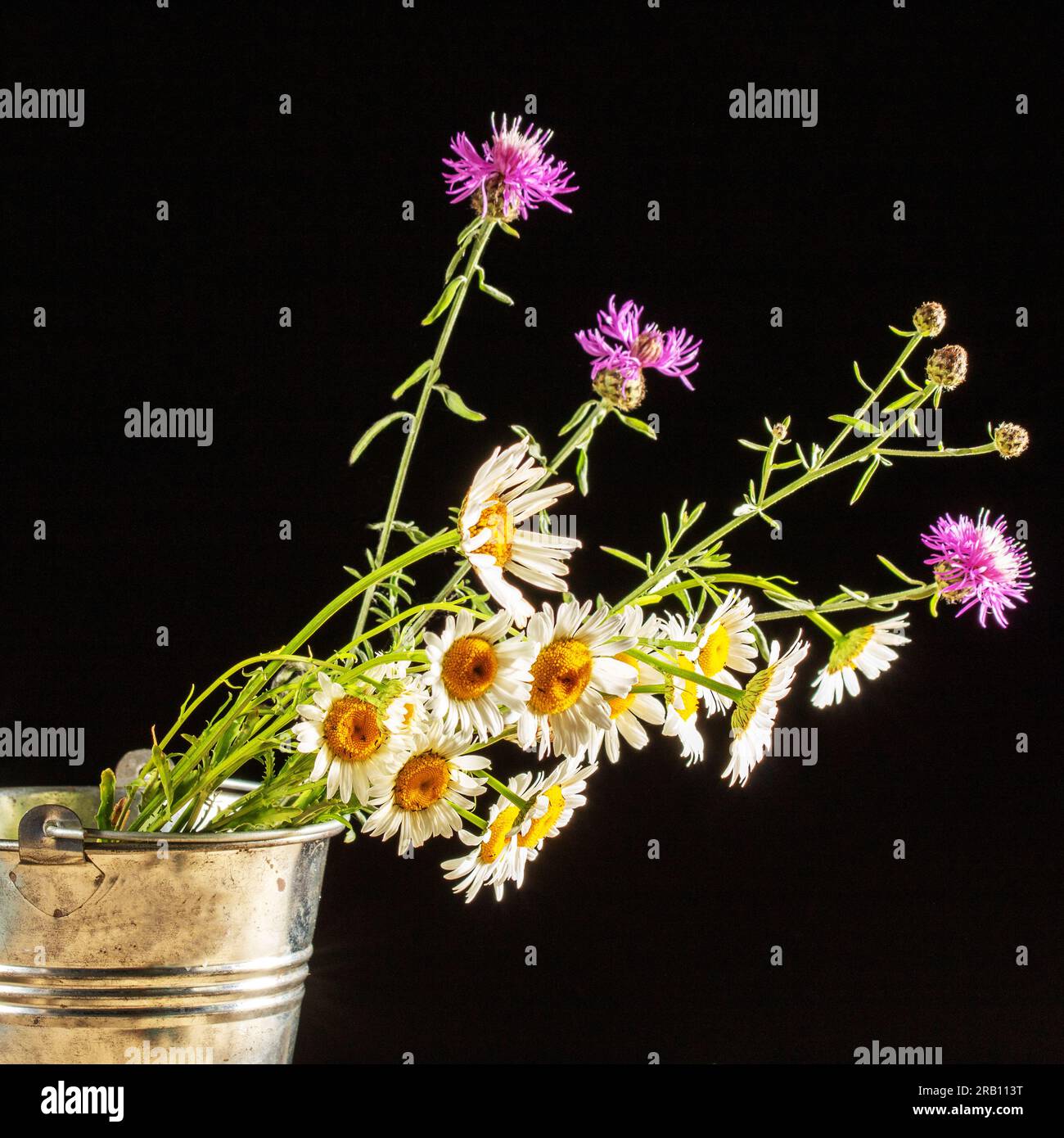 Strauß einfacher Wildblumen in einem Metalleimer auf schwarzem Hintergrund. Stockfoto