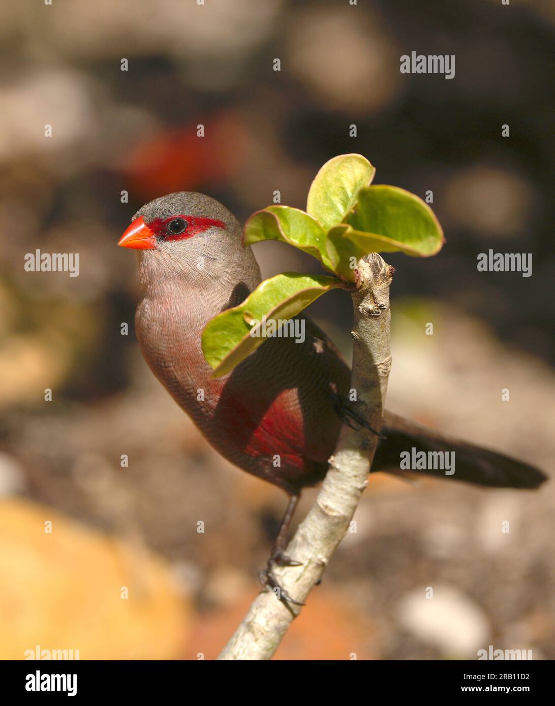 Gewöhnlicher Wachsfiguren (Estrilda astrild), adultes Gefieder, Hermanus, Südafrika Stockfoto