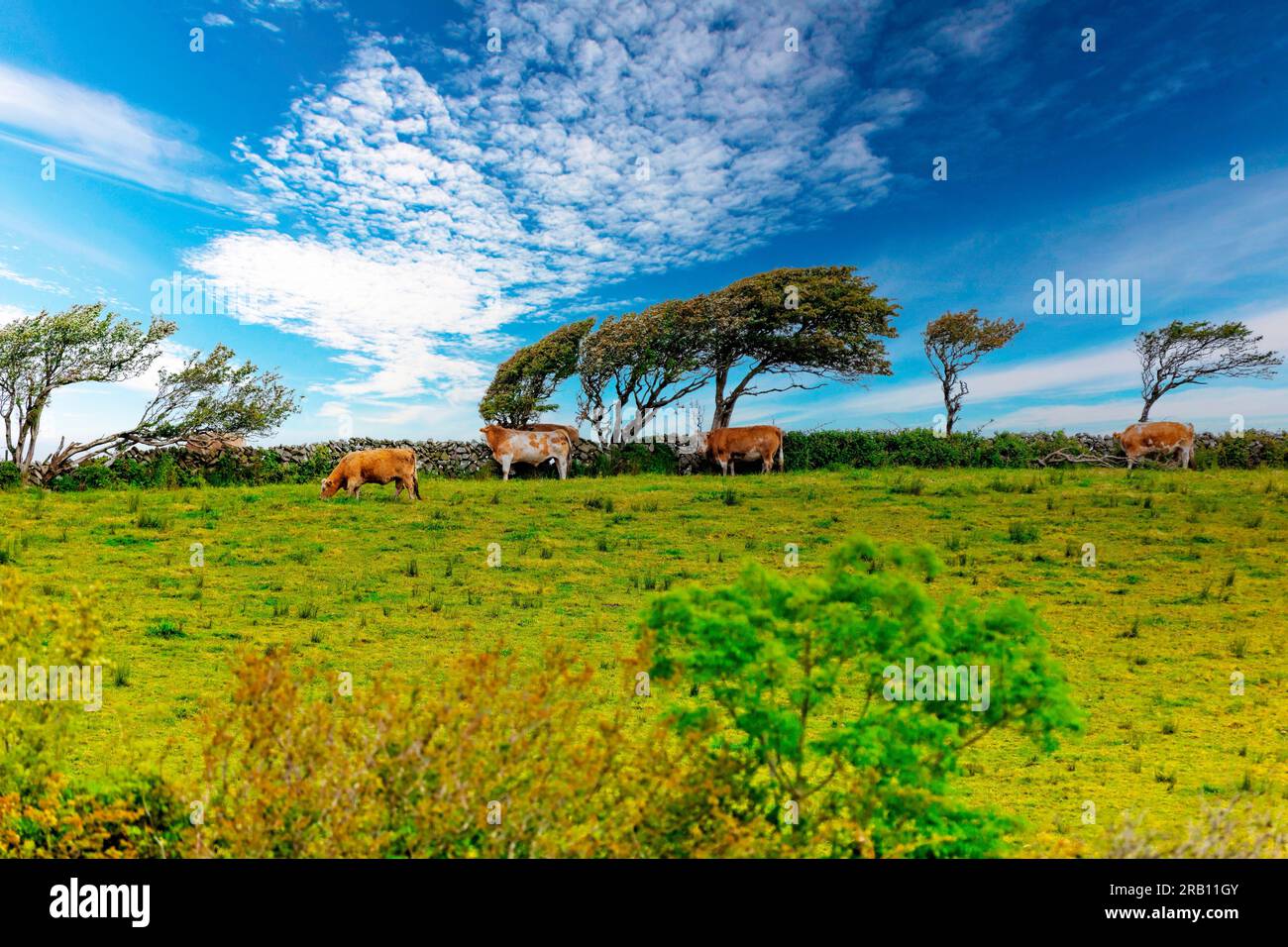 Kühe auf üppigen Wiesen im Hintergrund einige Winde, Irland Stockfoto