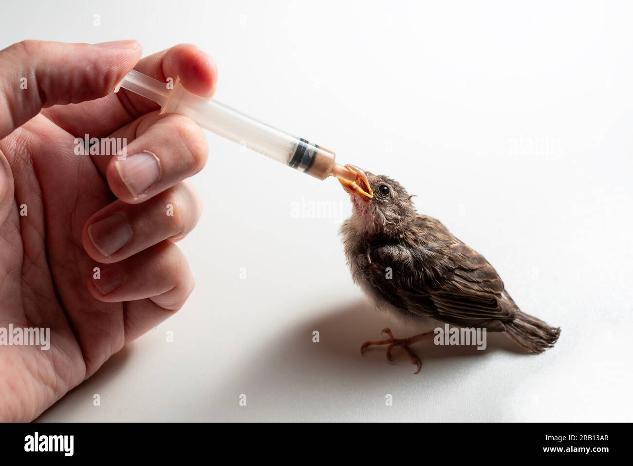 House Sparrow Nestling (Passer domesticus) aus einer Spritze essen Stockfoto