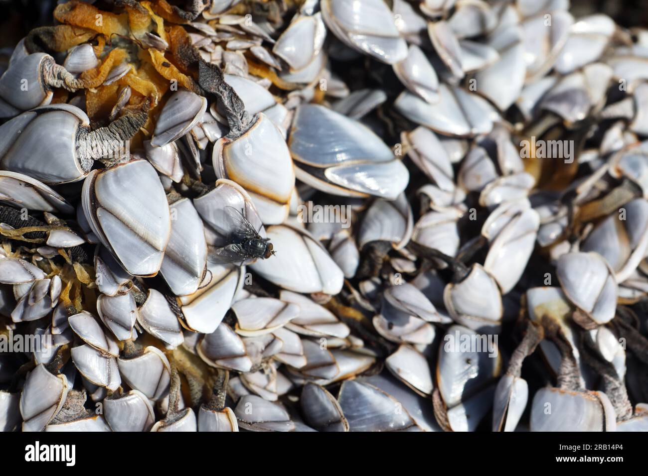 Große Fliege auf einem Haufen Gänse Barnius an einem abgeschiedenen Strand in den inneren Hebriden Schottlands Stockfoto