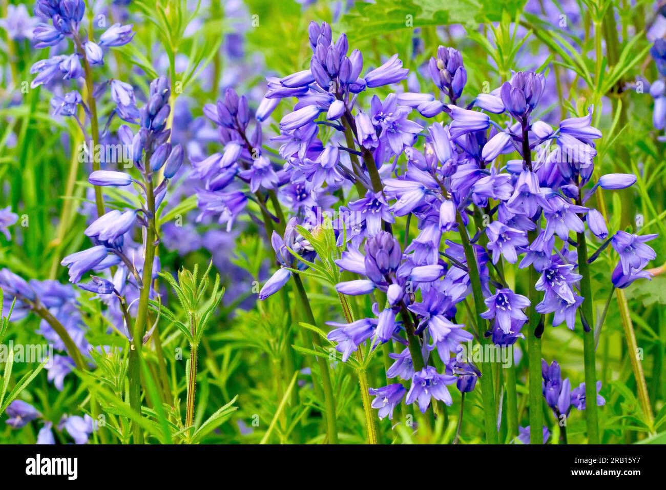 Bluebell oder wilde Hyazinth (Hyacinthoides non-scripta oder endymion non-scriptus), Nahaufnahme der gewöhnlichen Waldblume, die durch das Unterholz wächst Stockfoto