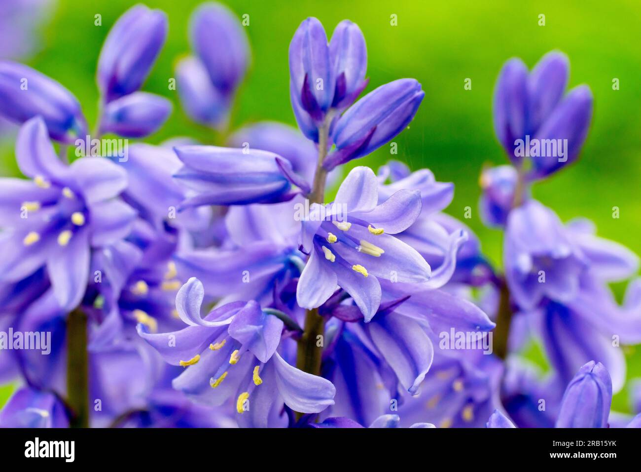 Bluebell oder wilde Hyazinth (Hyacinthoides non-scripta oder endymion non-scriptus), Nahaufnahme der Blumen, die im Frühling zu erscheinen beginnen. Stockfoto