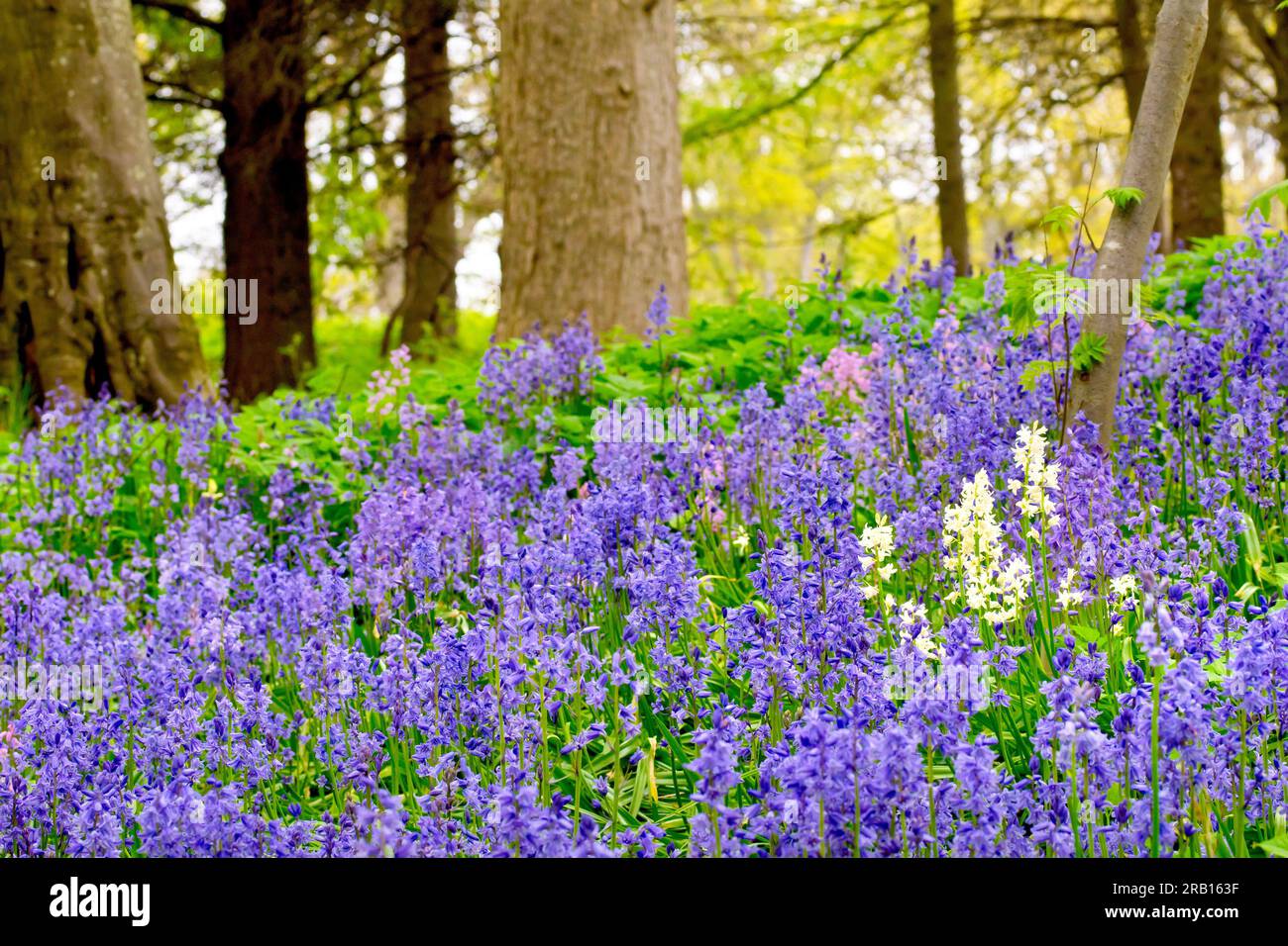 Bluebell oder wilde Hyazinth (Hyacinthoides non-scripta oder endymion non-scriptus), Nahaufnahme der Blumen, die den Boden eines offenen Waldlands bedecken. Stockfoto