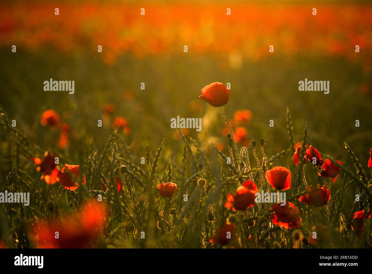 Mohnfeld im Abendlicht, Papaver rhoeas, Niederfrankien, Bayern, Deutschland, Europa Stockfoto