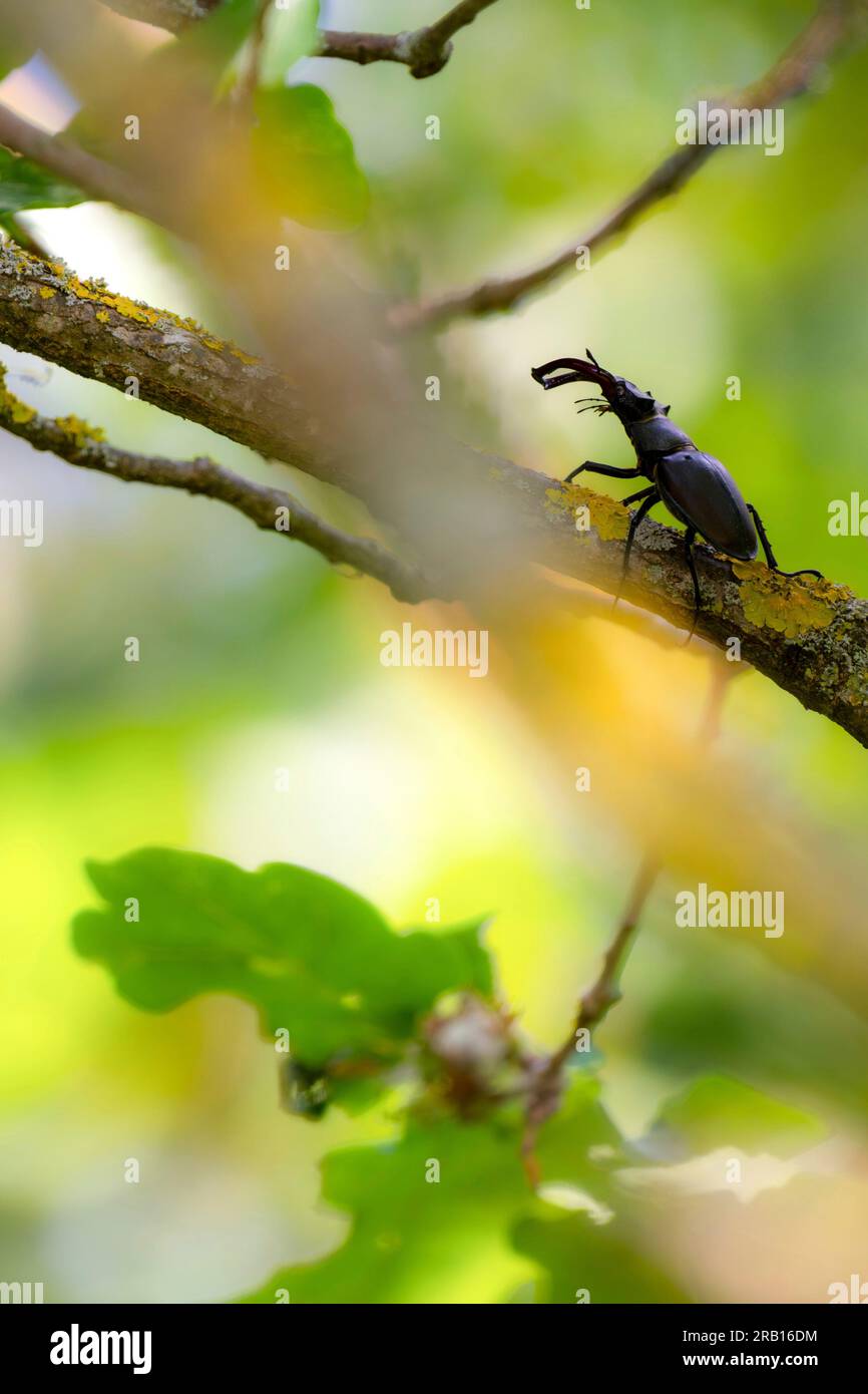 Hirschkäfer (Lucanus cervus), männlich auf moosbedecktem Zweig, Steigerwald, Niederfrankreich, Bayern, Deutschland, Europa Stockfoto