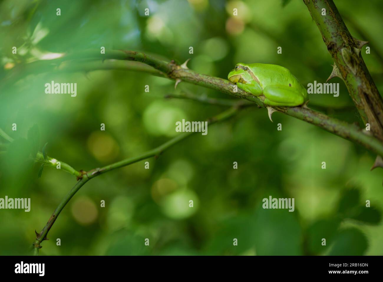 Europäischer Laubfrosch (Hyla Arborea) Stockfoto