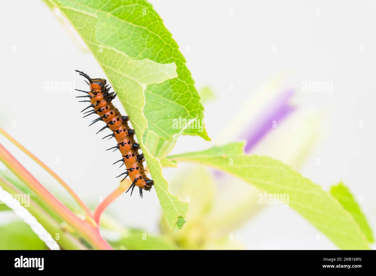 Der Golf-Fritillar oder Passionsschmetterling (Dione vanillae) ist ein leuchtend orangefarbener Schmetterling, der häufig in den südlichen Gebieten der Vereinigten Staaten zu finden ist, insbesondere in vielen Regionen Floridas und Texas, Stockfoto