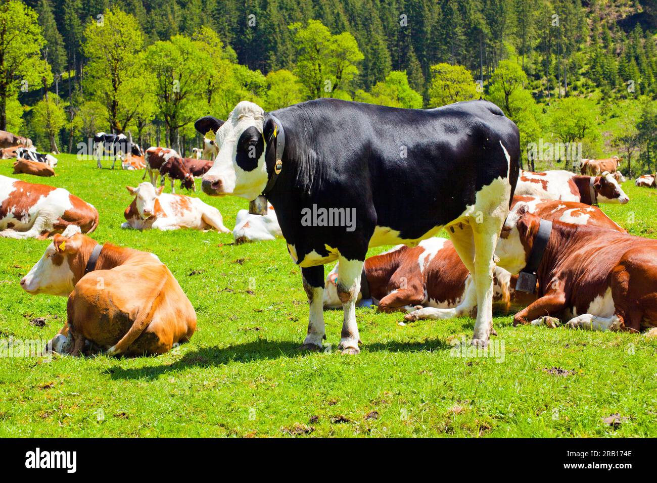 Schwarzes und weißes Rind zwischen braunen Kühen im Frühling auf dem Großen Ahornboden, Karwendel Stockfoto