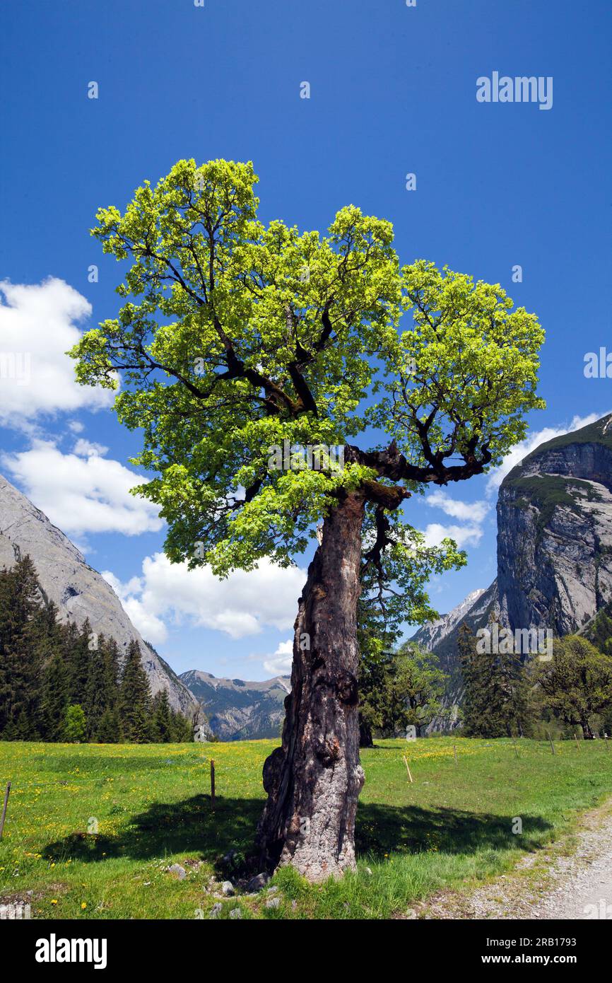 Alter Ahorn, Frühling im Großen Ahornboden, Karwendel-Gebirge Stockfoto