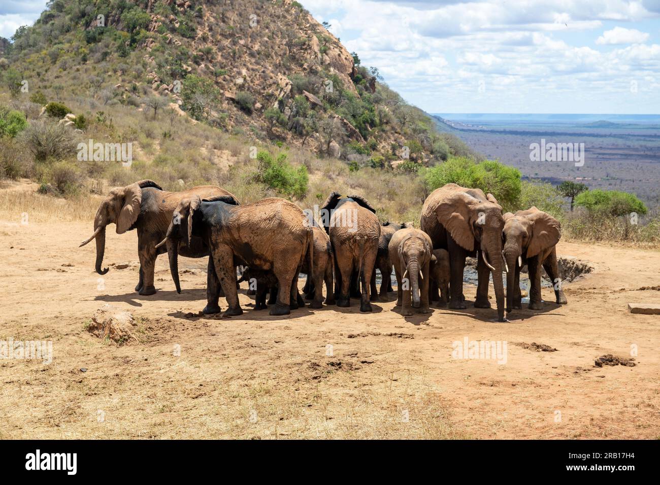 Elefantenherde in der Savanne auf der Suche nach Wasser, Safari, Pirschfahrt im Tsavo-Nationalpark, Kenia, Afrika Stockfoto