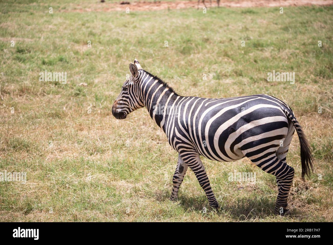 Zebra in der afrikanischen Savannah, Safari im Tsavo-Nationalpark, Kenia, Afrika Stockfoto Zebra in der afrikanischen Savannah, Safari im Tsavo-Nationalpark, Kenia, Afrika Stockfoto