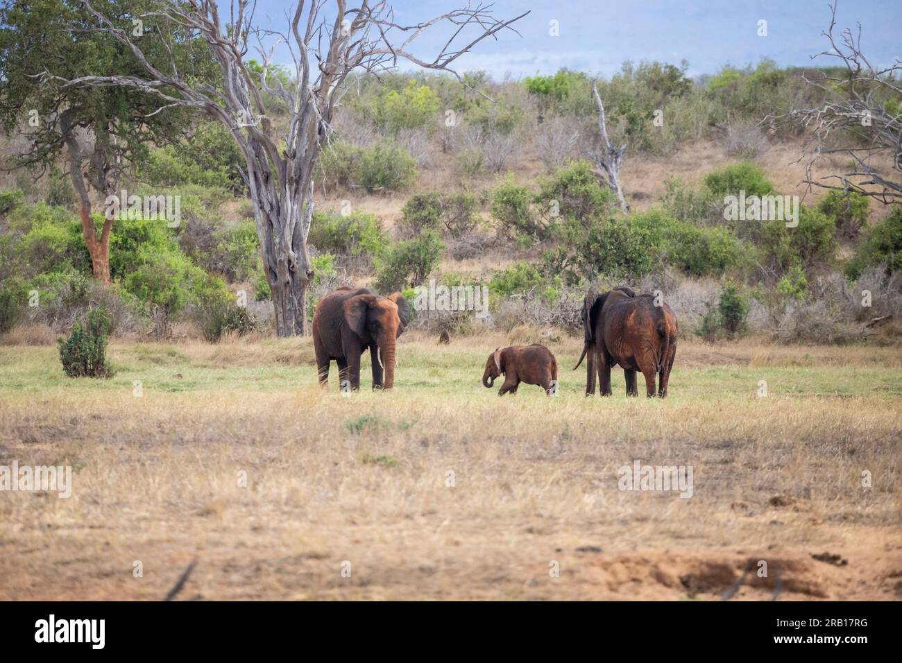 Elefantenherde in einer Savanne, Safari in Kenia, Afrika Stockfoto