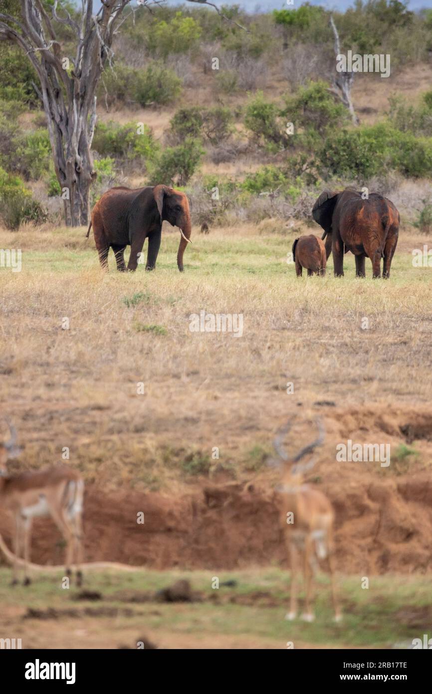Elefantenherde in einer Savanne, Safari in Kenia, Afrika Stockfoto