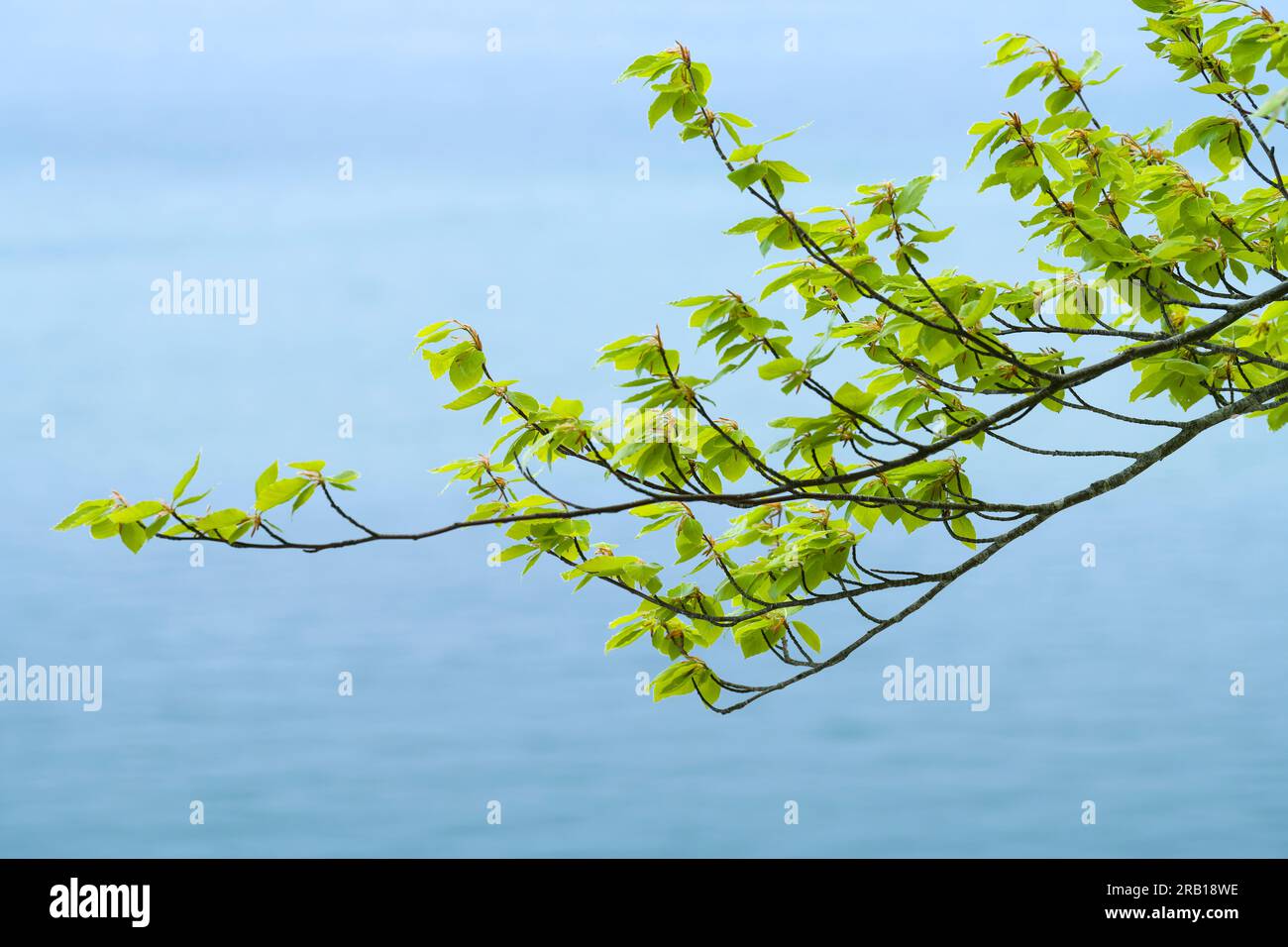 Frühling im Jasmund Nationalpark, Kupferbuchen in frischem, hellgrünen Laub, Meer dahinter, Insel Rügen, Deutschland, Mecklenburg-Vorpommern Stockfoto