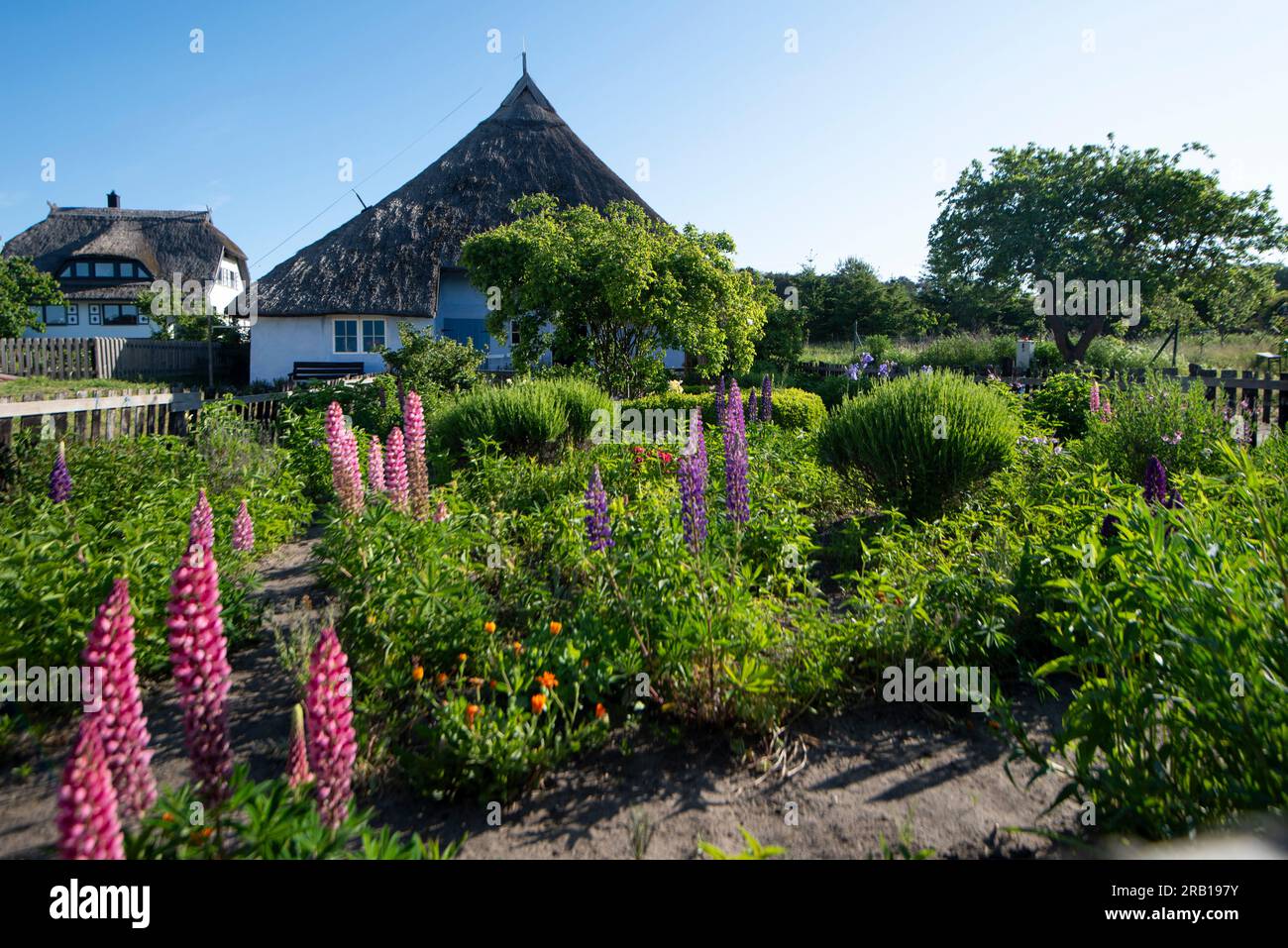 Pfarrhaus mit blühenden Lupinen, Gross Zicker, Insel Rügen, Mecklenburg-Vorpommern, Deutschland Stockfoto