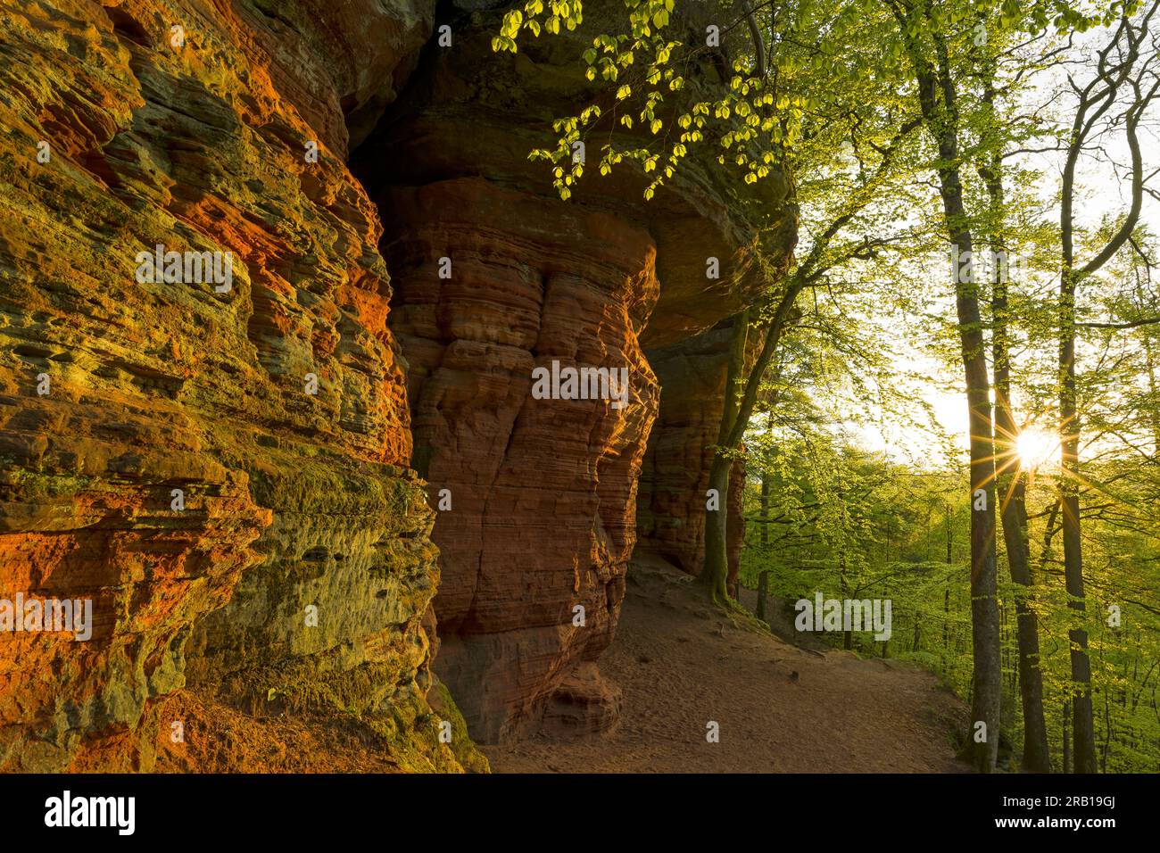 Abendstimmung an den alten Schlossfelsen, Felsformation aus rotem Sandstein bei Eppenbrunn, Buchenwald im Frühlingsgrün, Naturpark Pfälzerwald, Pfälzerw Stockfoto