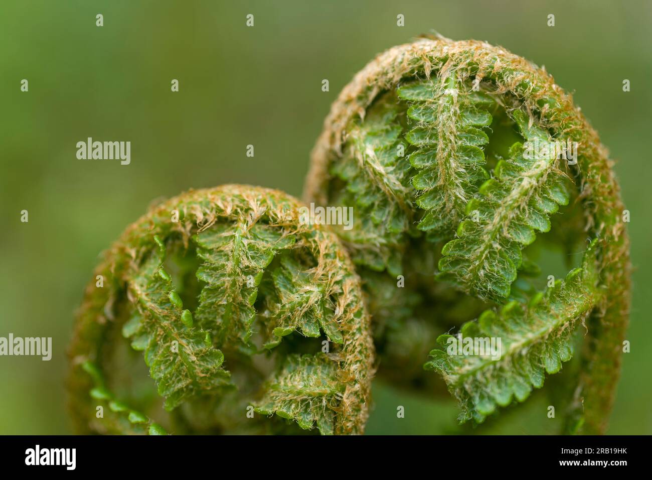 Das Entfalten junger Farnpflanzen, echter Wurmfarn, Frühling, Naturpark Pfälzerwald, Biosphärenreservat Pfälzerwald-Nordvogesen, Rheinland-Pfalz, Deutschland Stockfoto