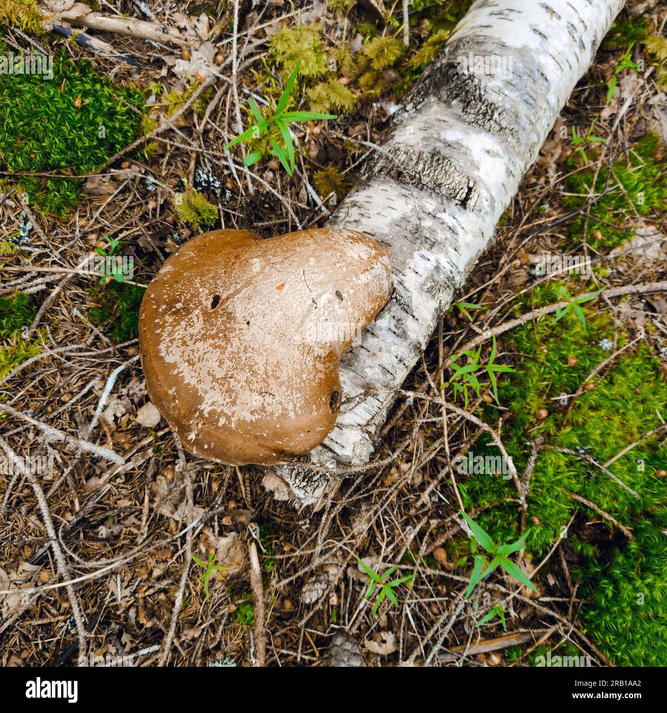 Birkenpolypore (Piptoporus betulinus) direkt am Baumstamm, Oberseite leicht gekrümmt, medizinischer Pilz, hat eine entzündungshemmende Wirkung und wächst nur an Birkenbäumen Stockfoto