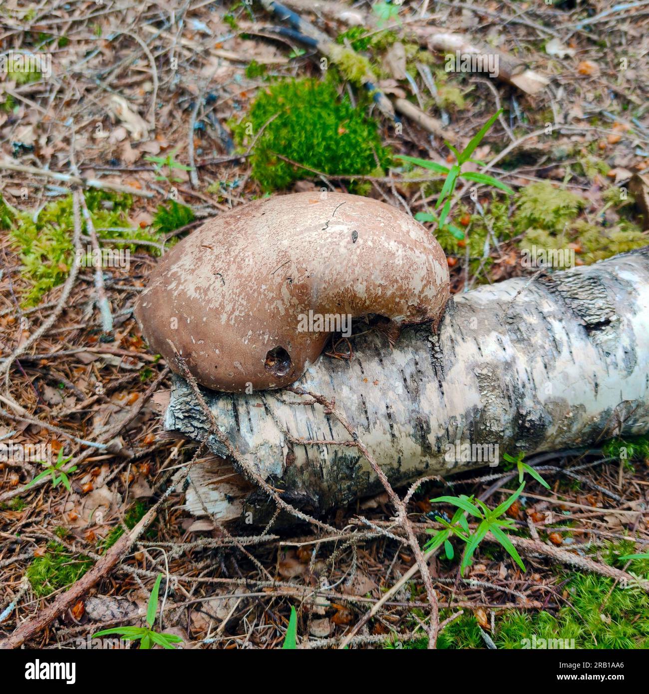 Birkenpolypore (Piptoporus betulinus) direkt am Baumstamm, Oberseite leicht gekrümmt, medizinischer Pilz, hat eine entzündungshemmende Wirkung und wächst nur an Birkenbäumen Stockfoto
