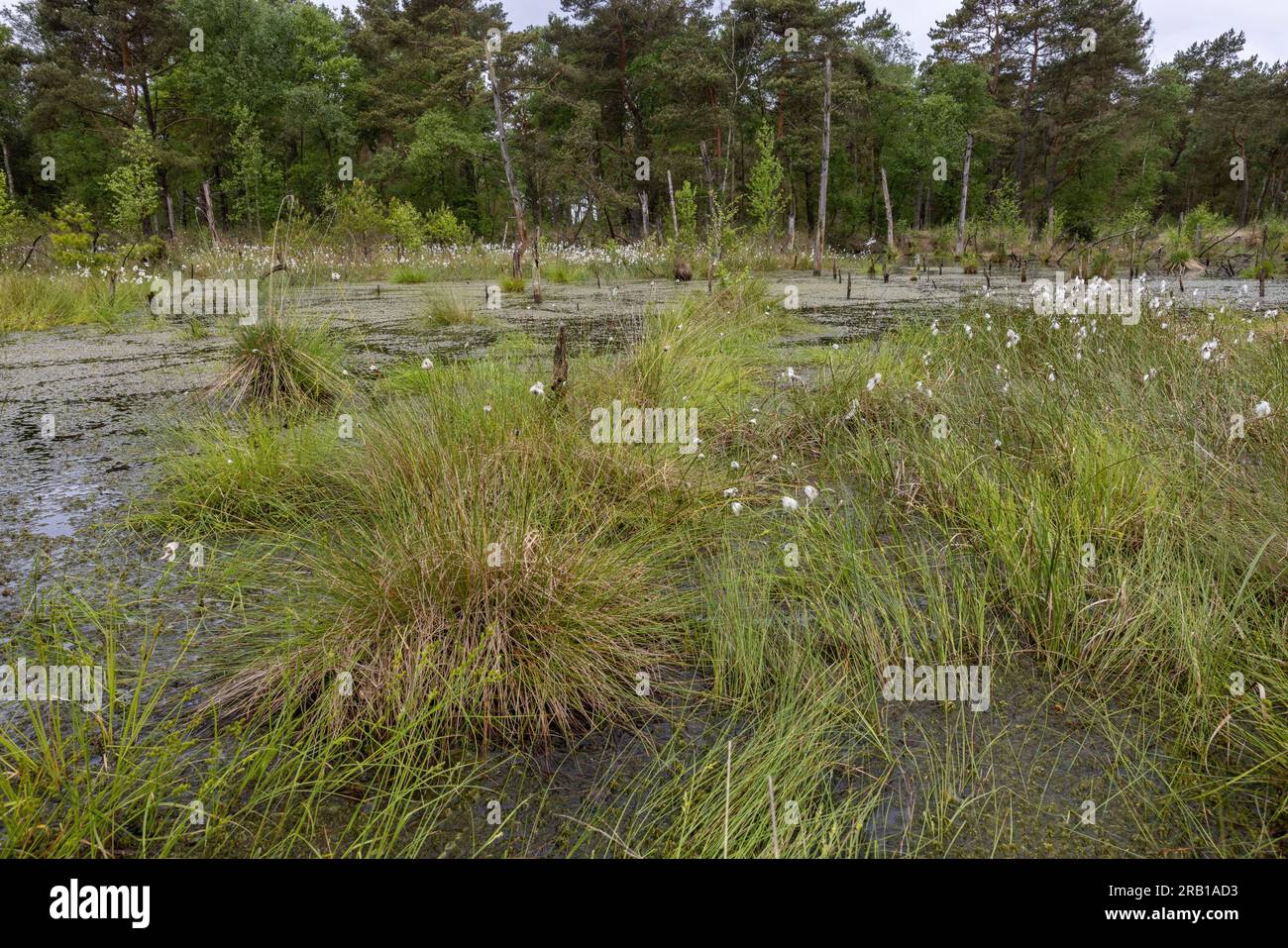 Wasserkörper im Sumpf der Tister Farm mit fruchtbaren Baumwoll-Gras-Ständen Stockfoto