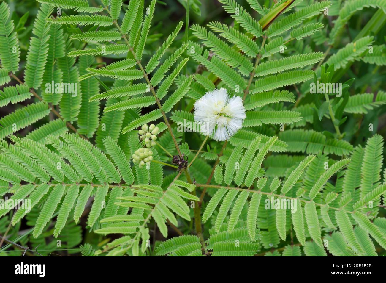 Prairie Akazie, Acacia angustissima Stockfoto