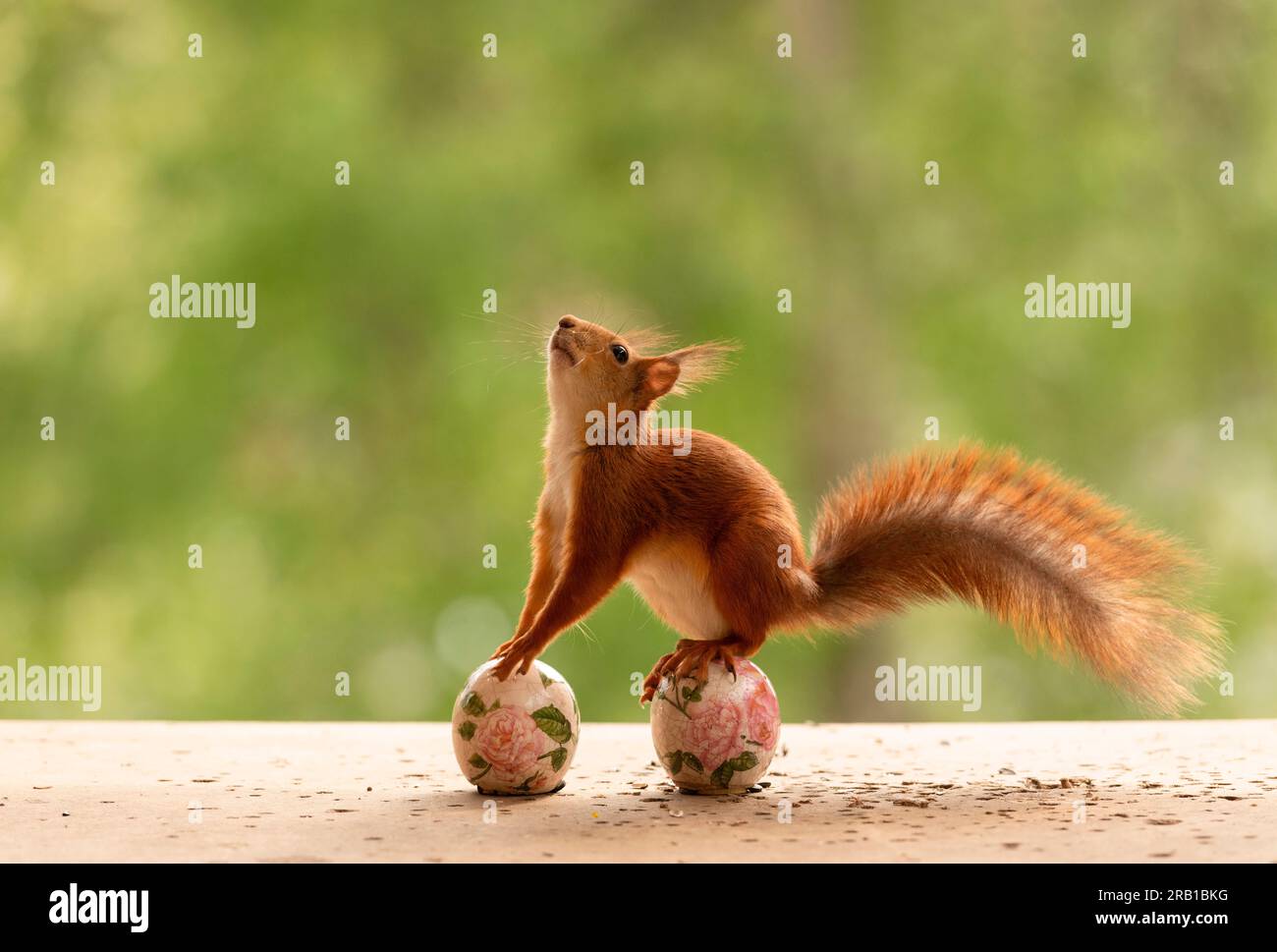 Rotes Eichhörnchen steht auf 2 Eiern mit Rosen Stockfoto