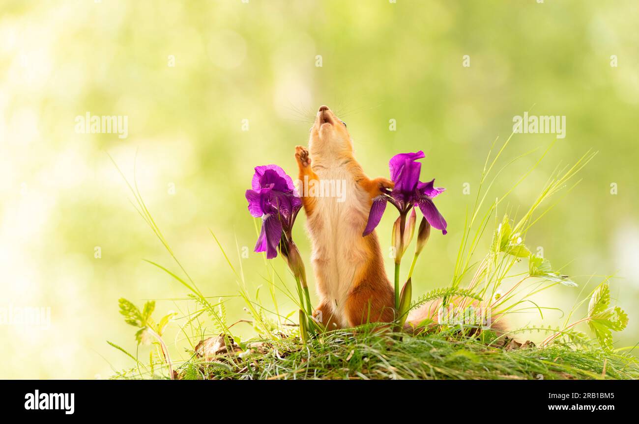 Rotes Eichhörnchen zwischen den lila Blüten der Iris, die nach oben schauen Stockfoto