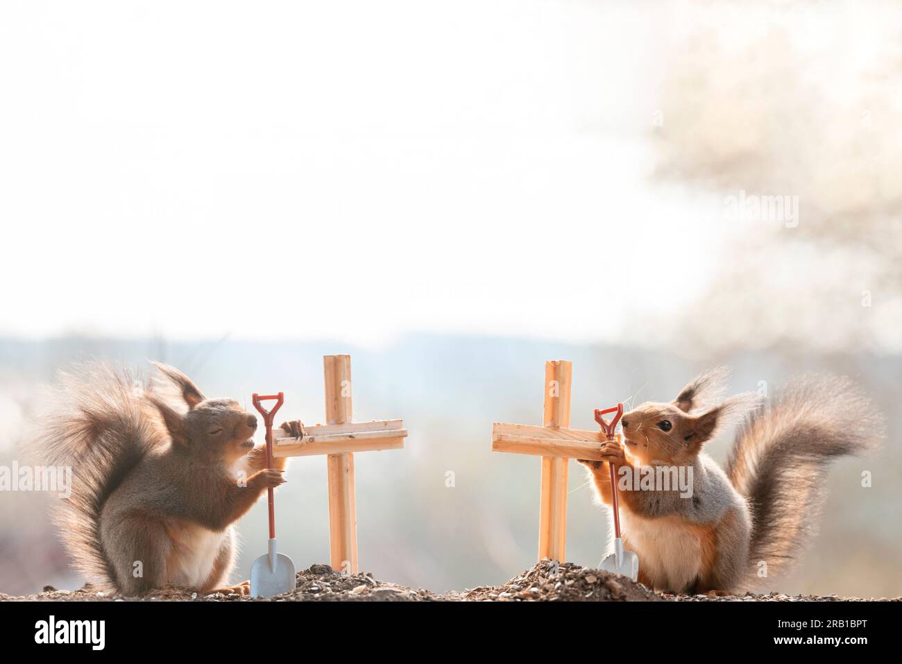 Rote Eichhörnchen stehen mit Kreuzen Stockfoto
