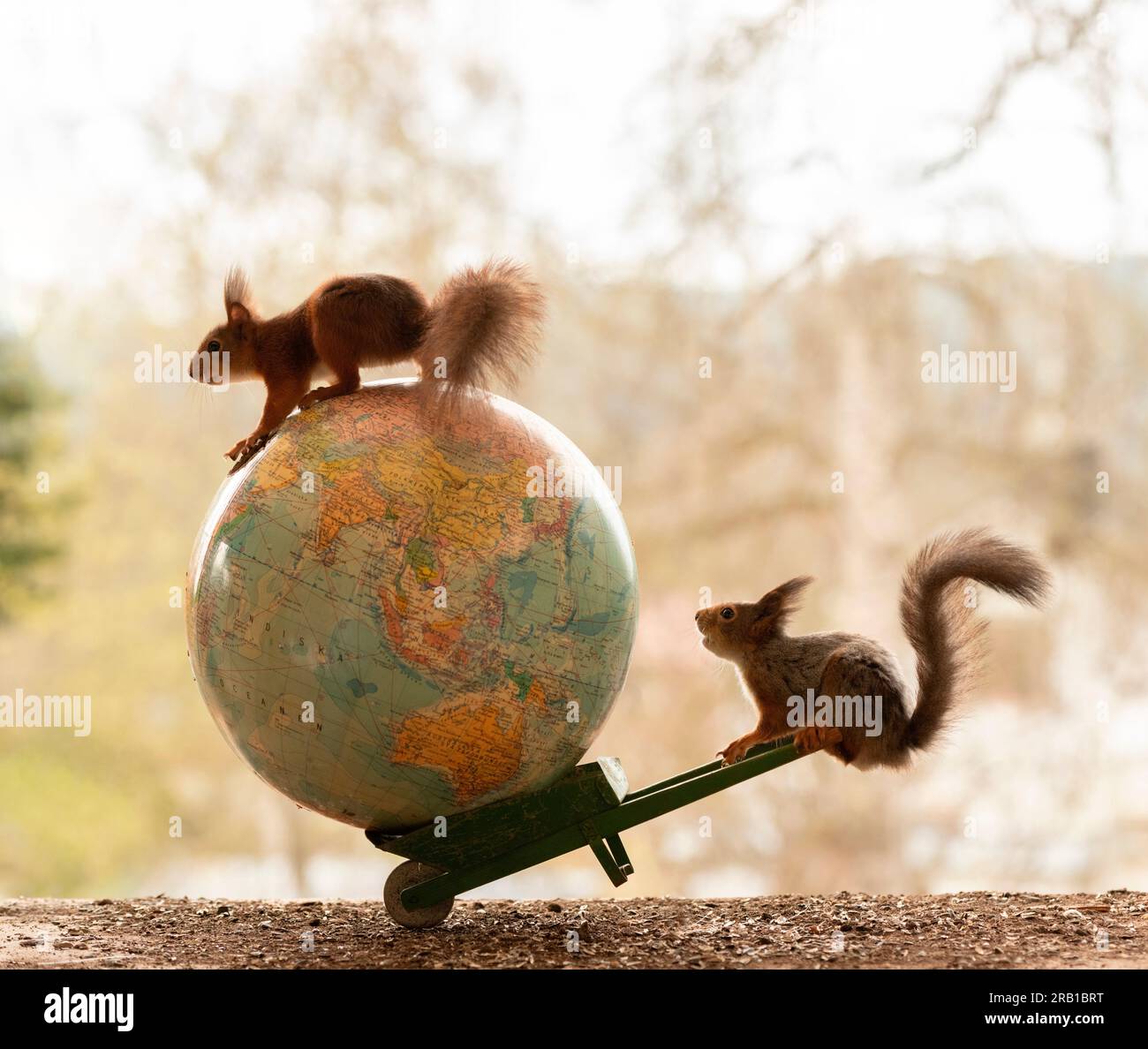 Rote Eichhörnchen mit Erdkugel und Schubkarre Stockfoto