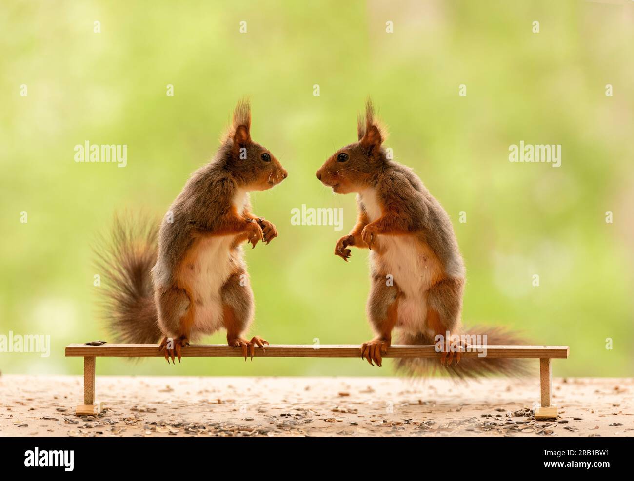 Rote Eichhörnchen stehen auf einer Bank Stockfoto