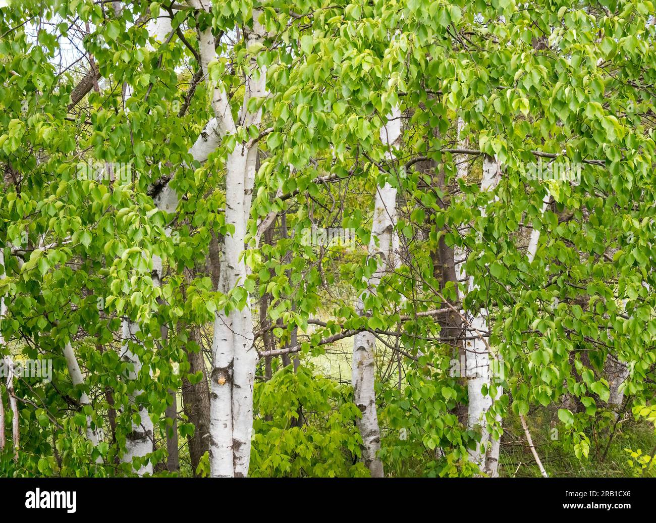 Weiße Birkenbäume in den Wäldern von Northwen Wisconsin Stockfoto
