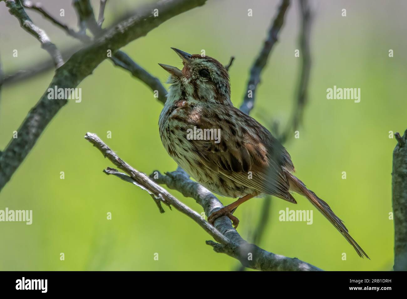 Vollformatbild eines singenden Song-Sprints, der auf einem Zweig mit gelb-grünem Hintergrund gepiept wird. Stockfoto
