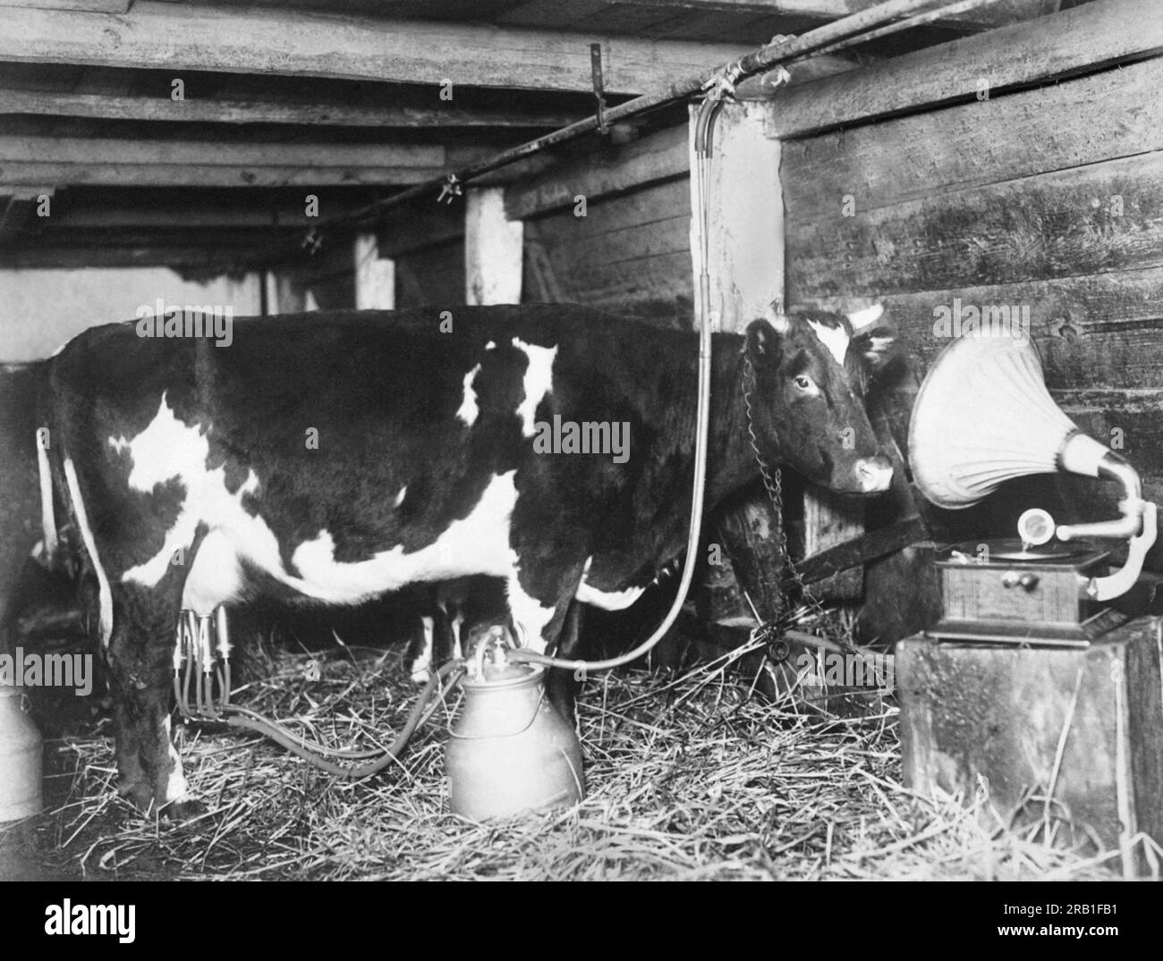 Deutschland: c. 1927 Milchkühe, die während der Melkzeit in Deutschland gesungen werden, liefern 10 % mehr Milch, so dass diese Kuh einen eigenen Plattenspieler hat. Stockfoto